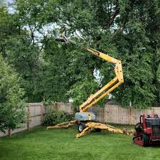 Best Palm Tree Trimming  in Abbeville, AL