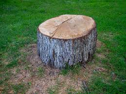 Best Arborist Consultation Services  in Abbeville, AL