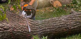 Best Lawn Seeding  in Abbeville, AL