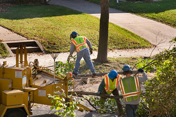 Trusted Abbeville, AL Tree Removal Experts